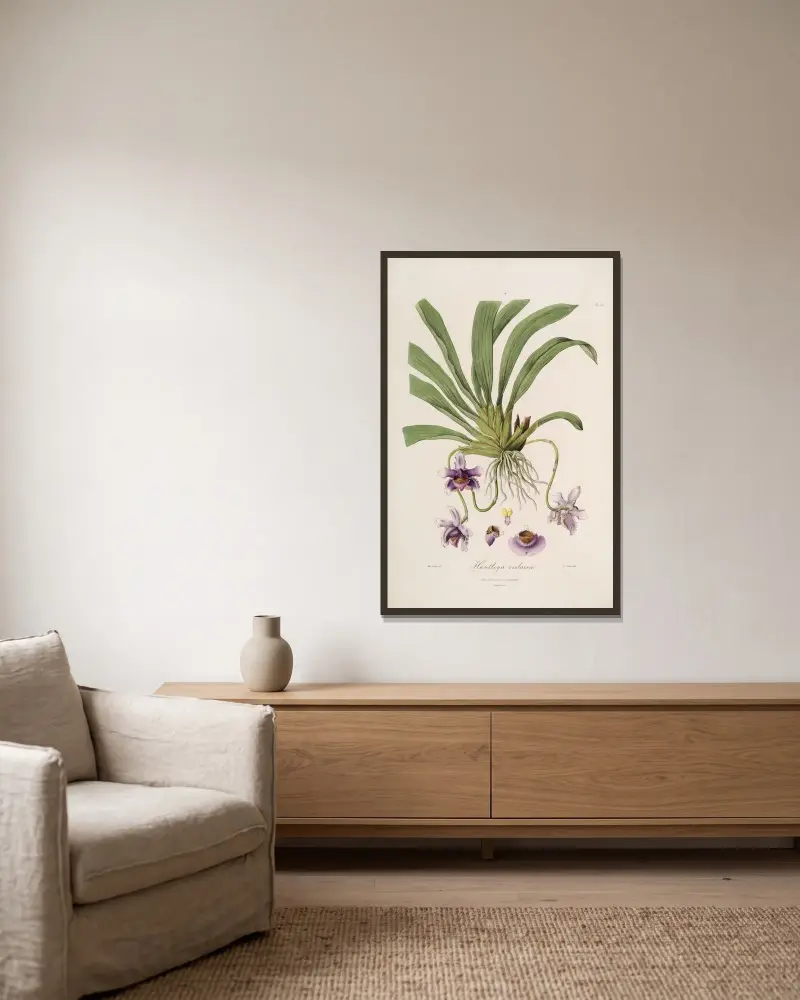 Sertum orchidaceum; A wreath of the most beautiful orchidaceous flowers Pl.26 von John Lindley gerahmt an einer Wand