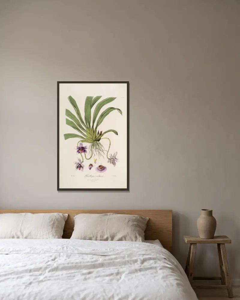 Sertum orchidaceum; A wreath of the most beautiful orchidaceous flowers Pl.26 von John Lindley gerahmt an einer Wand