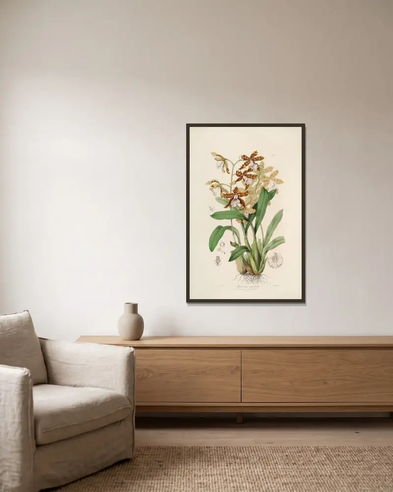 Sertum orchidaceum; A wreath of the most beautiful orchidaceous flowers Pl.21, John Lindley w ramie na ścianie