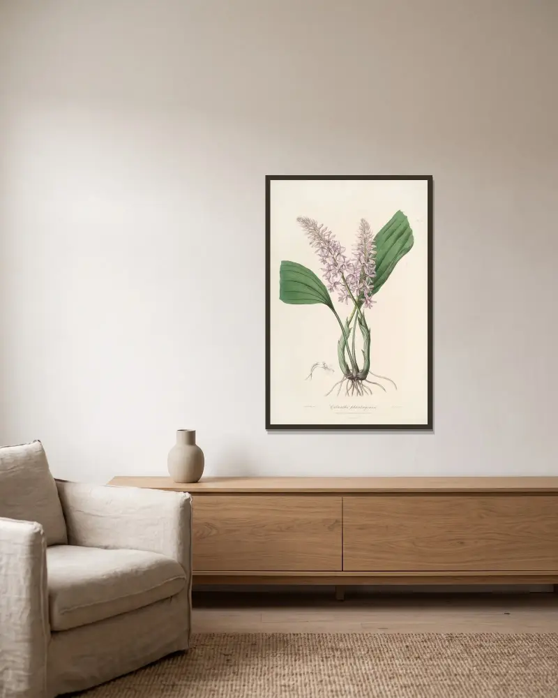 Sertum orchidaceum; A wreath of the most beautiful orchidaceous flowers Pl.24, John Lindley v rámu na stěně