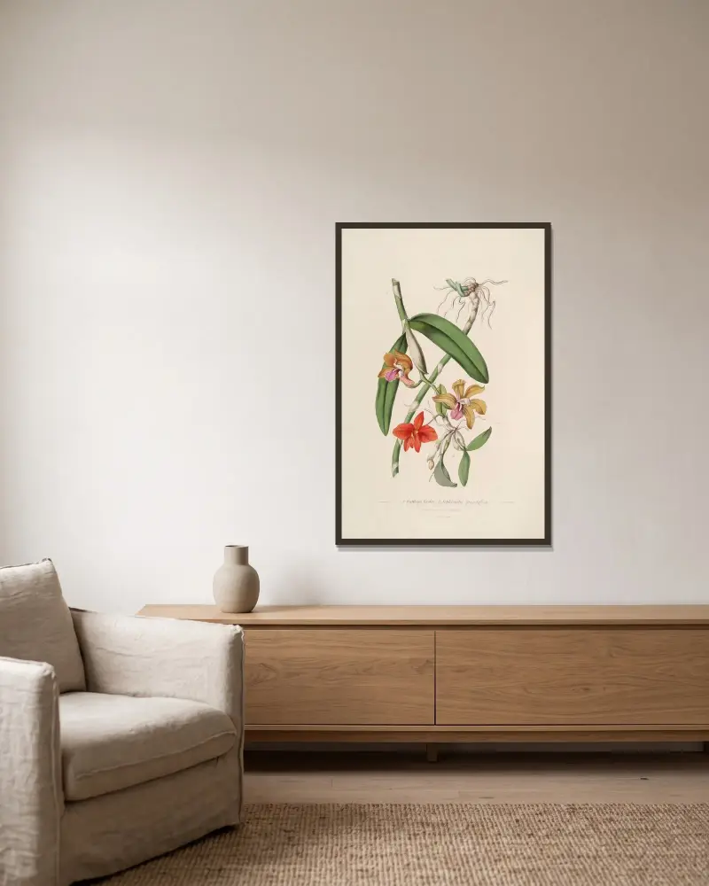Sertum orchidaceum; A wreath of the most beautiful orchidaceous flowers Taf. 05 von John Lindley gerahmt an einer Wand