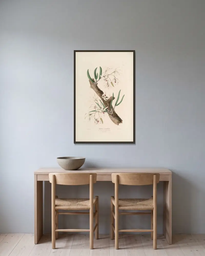 Sertum orchidaceum; A wreath of the most beautiful orchidaceous flowers Taf. 11 von John Lindley gerahmt an einer Wand