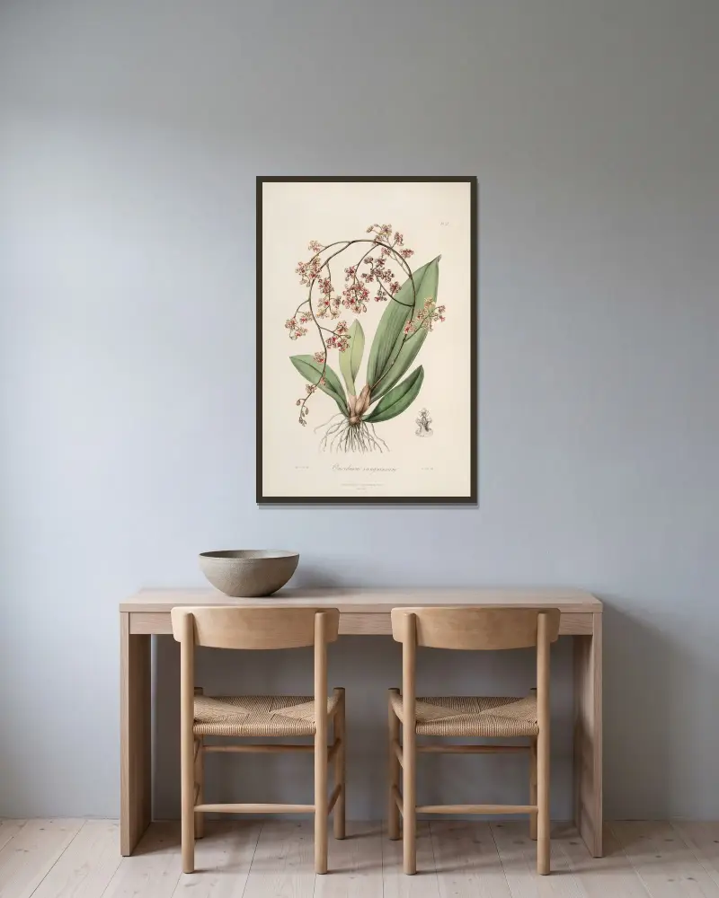 Sertum orchidaceum; věnec nejkrásnějších orchidejových květů, tabule 27, John Lindley v rámu na stěně