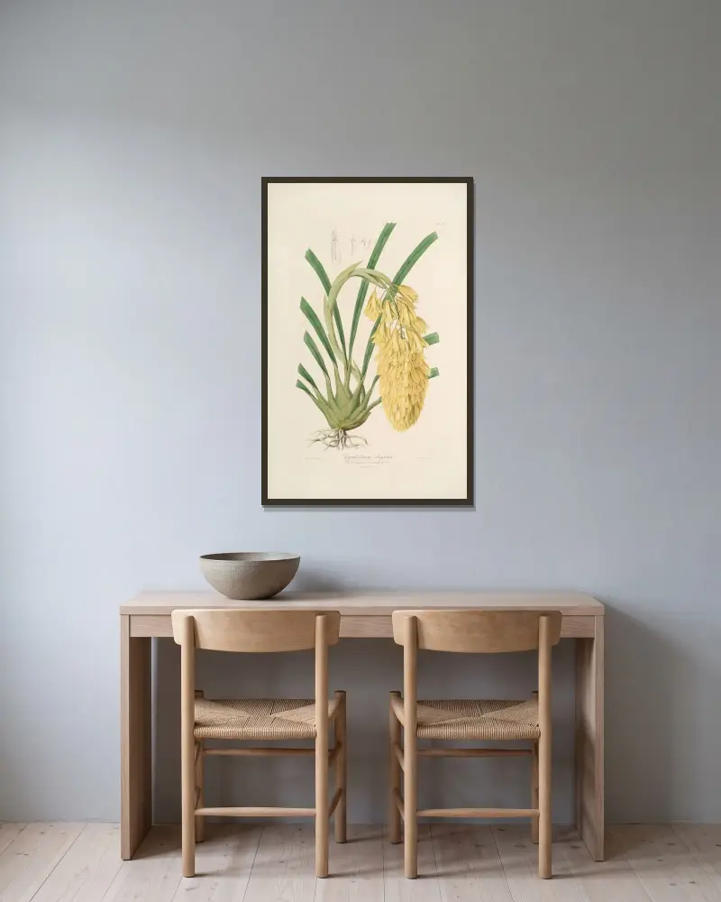 Sertum orchidaceum; Věnec nejkrásnějších orchidejových květů, tabule 14, John Lindley v rámu na stěně
