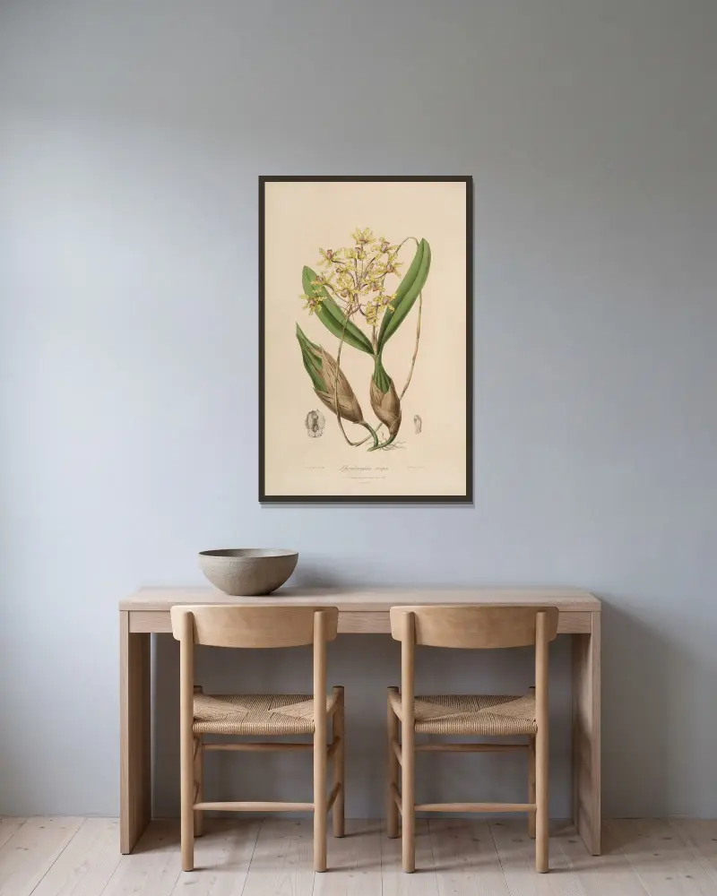 Sertum orchidaceum; A wreath of the most beautiful orchidaceous flowers Pl.10 av John Lindley inramad på en vägg