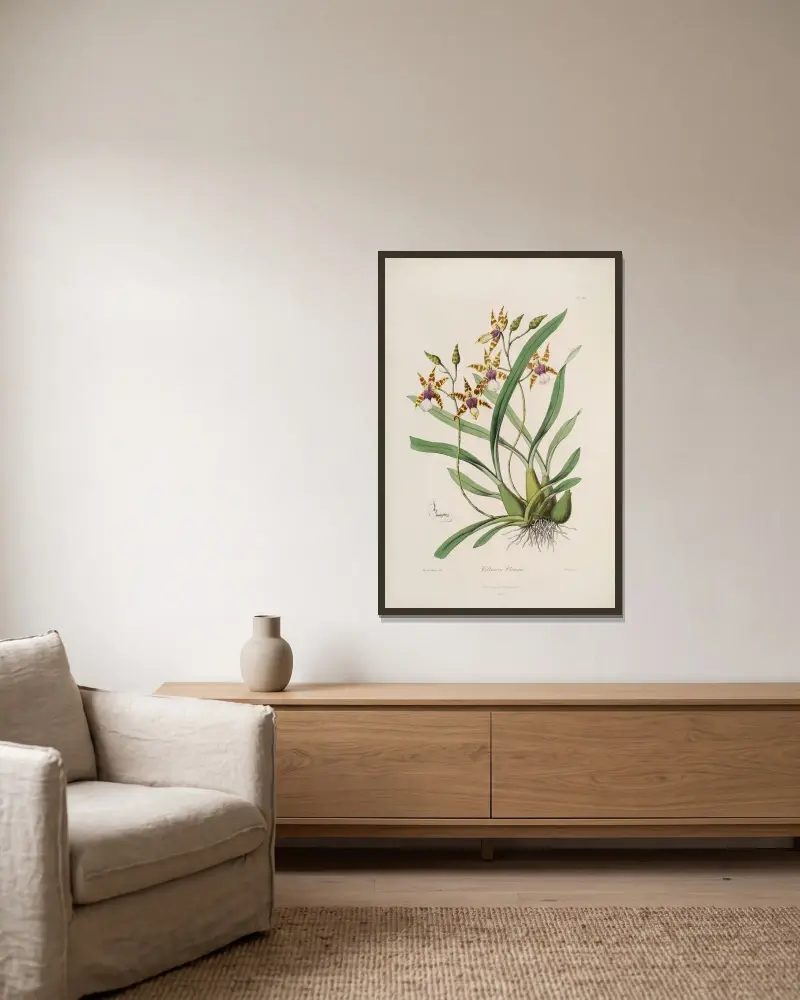 Sertum orchidaceum: Věnec nejkrásnějších orchidejových květů, tab. 34, John Lindley v rámu na stěně