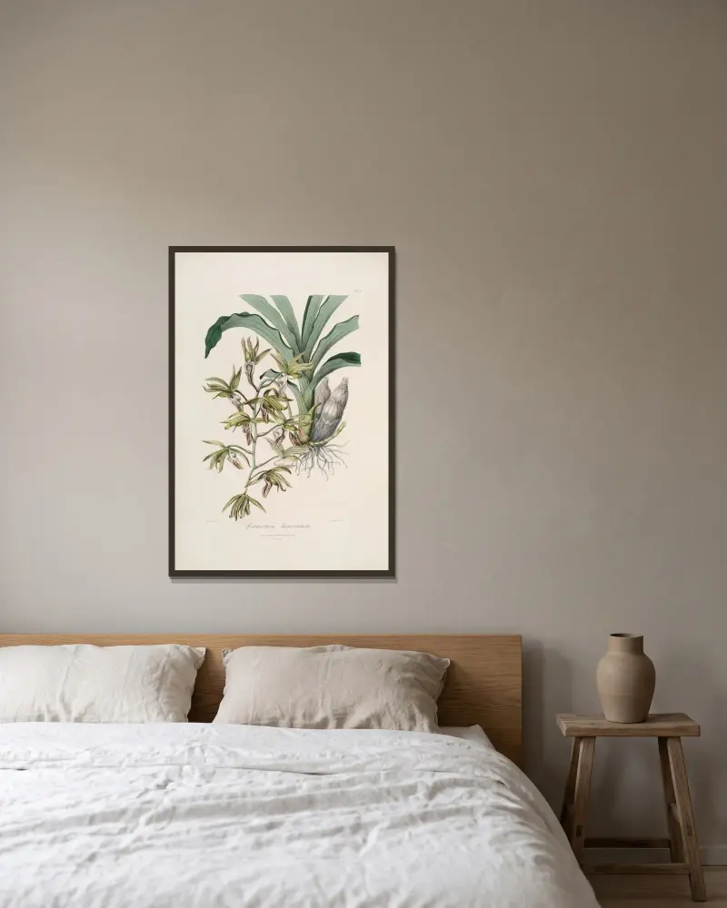 Sertum orchidaceum; wieniec najpiękniejszych kwiatów storczykowatych, plansza 38, John Lindley w ramie na ścianie