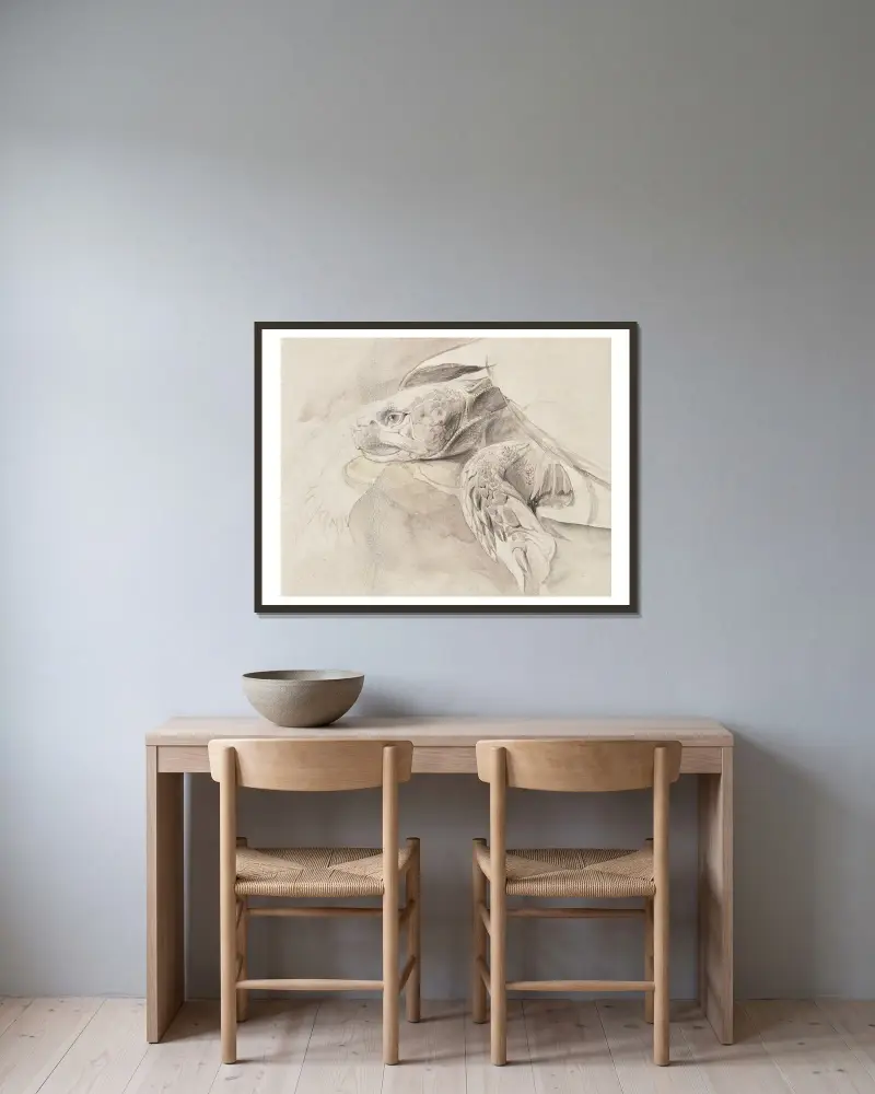 Studie einer Schildkröte von John Ruskin gerahmt an einer Wand