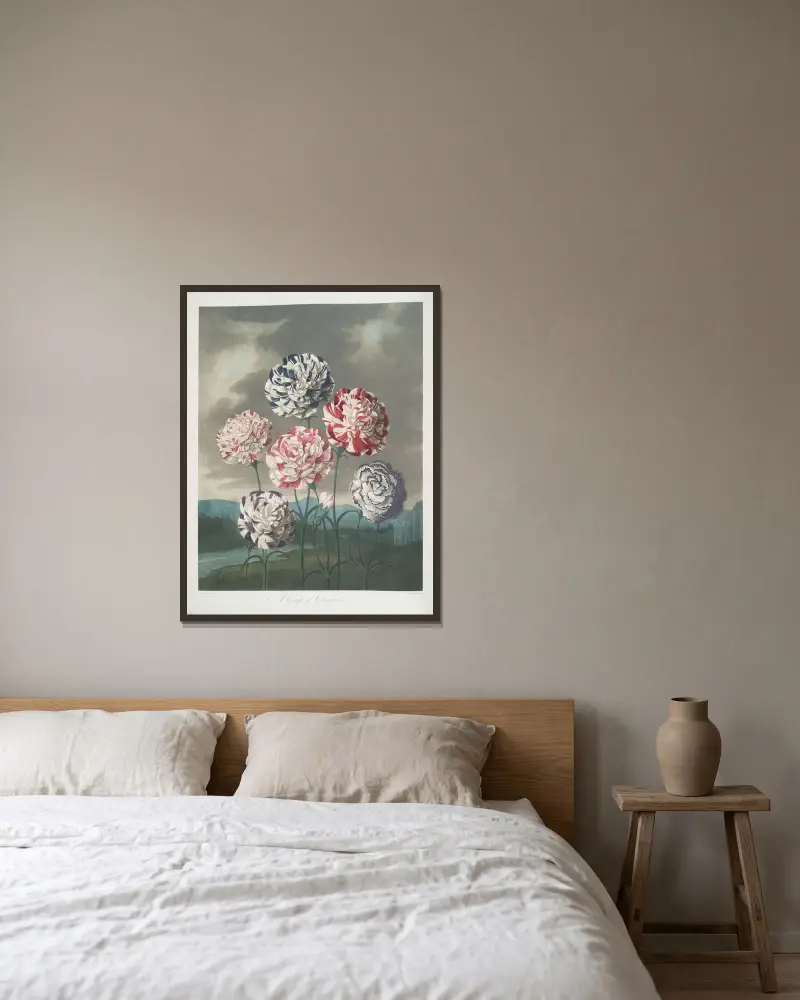 Eine Gruppe von Nelken von Robert John Thornton gerahmt an einer Wand