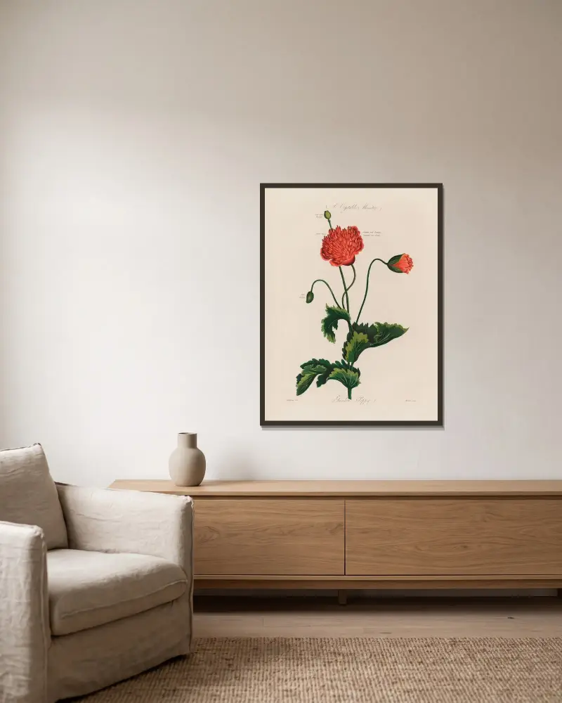 Ein Gemüsemonster. Gartenmohn von Robert John Thornton gerahmt an einer Wand