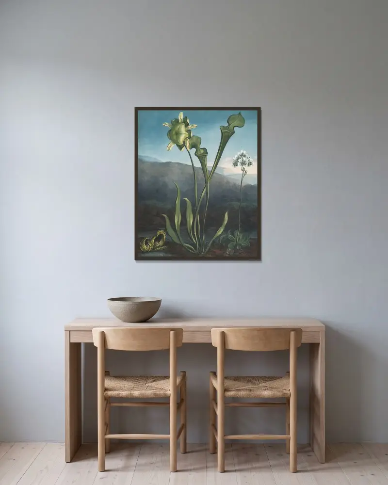 Amerikanska kärrväxter. I. Styggporslinsblomma. II. Flugtrumpet. III. Venus flugtallrik av Robert John Thornton inramad på en vägg