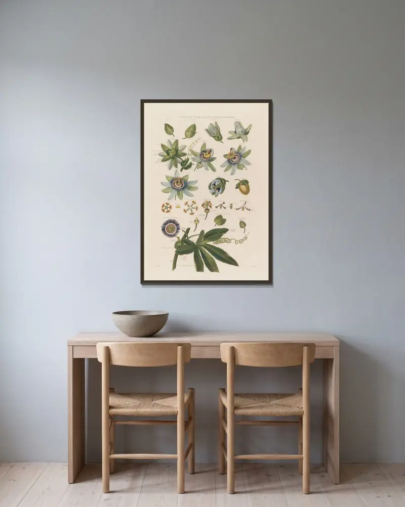 Den blå passionsblommans anatomi av Robert John Thornton inramad på en vägg