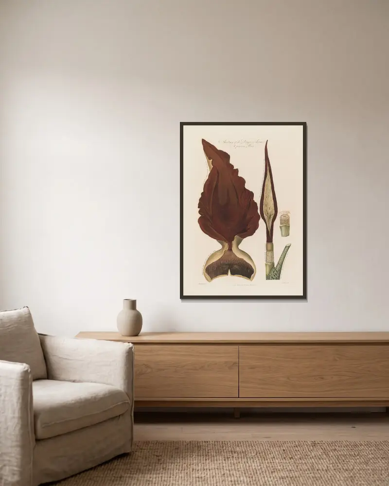 Anatomy of the Dragon Arum. A poisonous Plant av Robert John Thornton inramad på en vägg