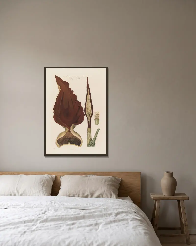 Anatomy of the Dragon Arum. A poisonous Plant av Robert John Thornton inramad på en vägg