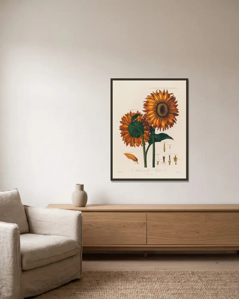 Anatomy of the Sunflower av Robert John Thornton inramad på en vägg