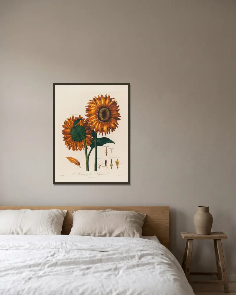 Anatomy of the Sunflower av Robert John Thornton inramad på en vägg