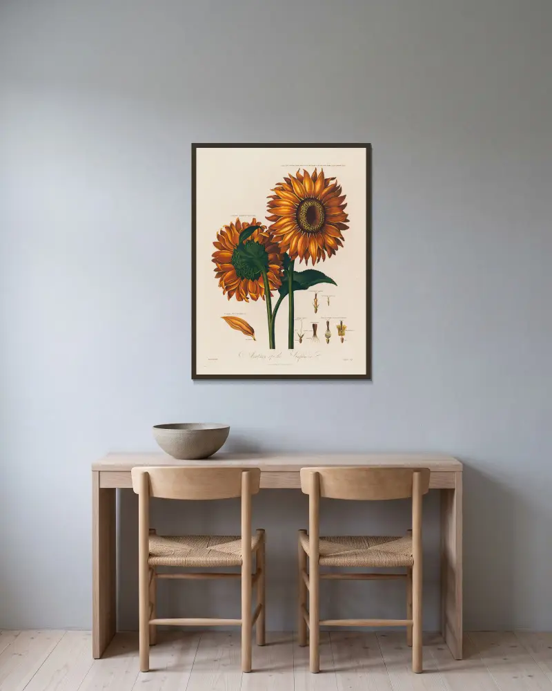 Anatomy of the Sunflower av Robert John Thornton inramad på en vägg