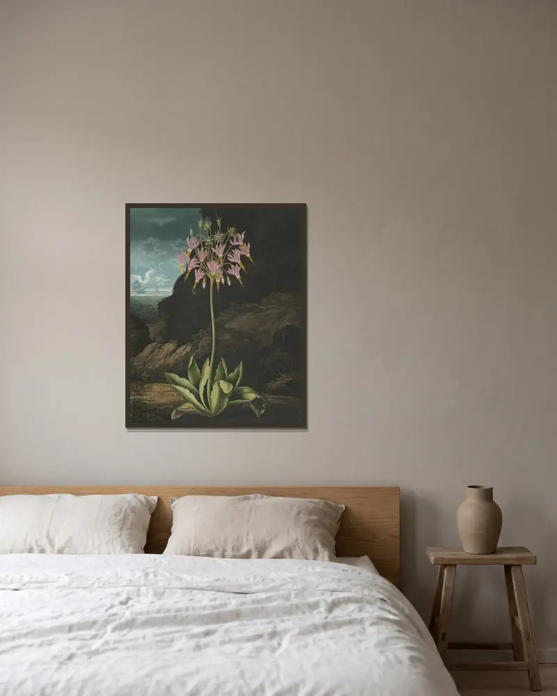 Die amerikanische Schlüsselblume, 1807 von Robert John Thornton gerahmt an einer Wand