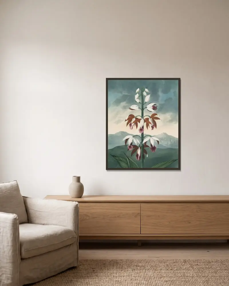 Die China-Limodoron von Robert John Thornton gerahmt an einer Wand