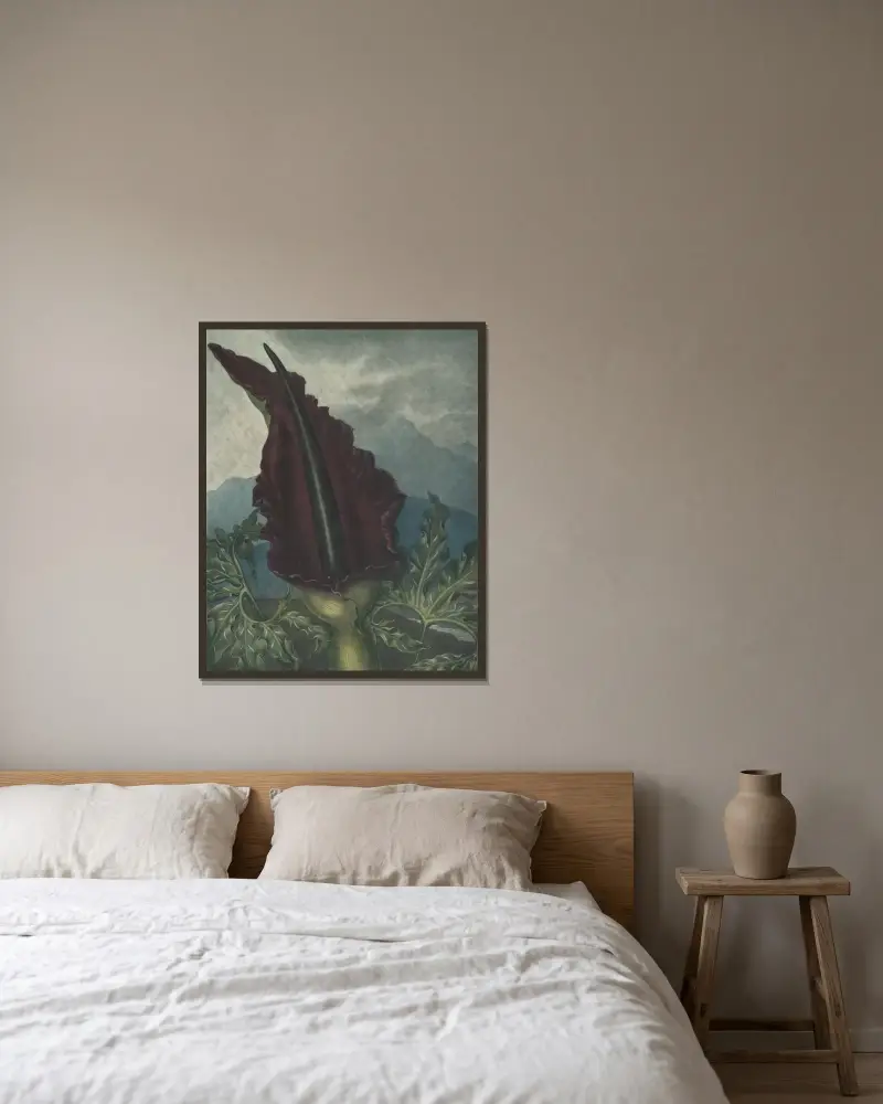 Der Aronstab, 1807 von Robert John Thornton gerahmt an einer Wand