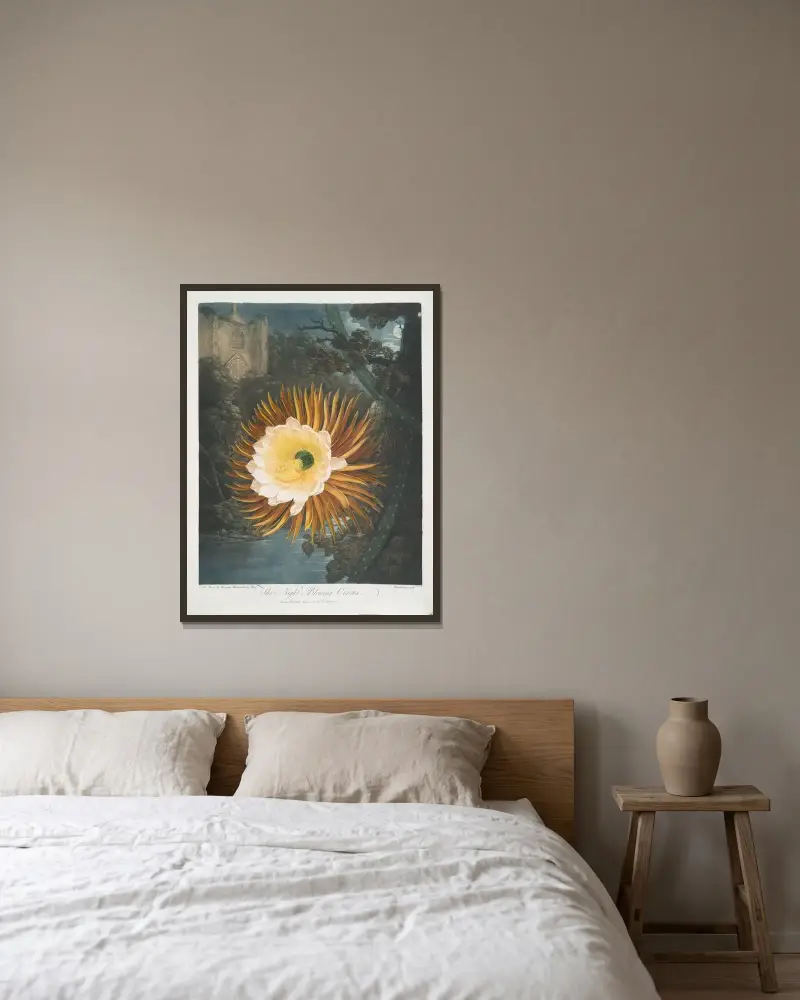 Nattblommande kaktus av Robert John Thornton inramad på en vägg