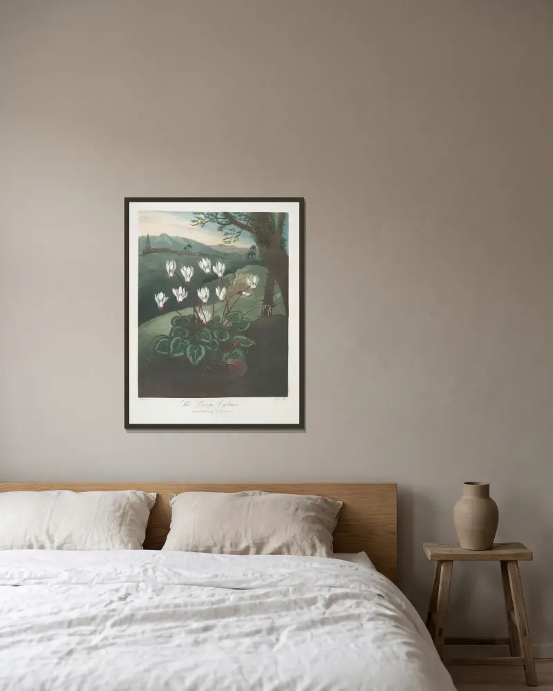 Den persiska cyklamen av Robert John Thornton inramad på en vägg