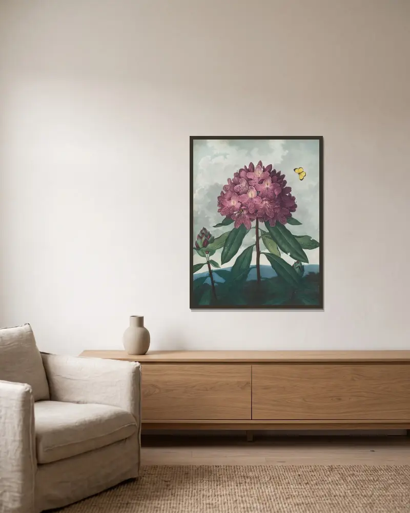 Die pontische Rhododendron von Robert John Thornton gerahmt an einer Wand
