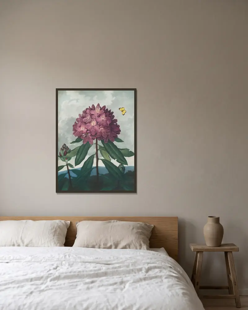 Die pontische Rhododendron von Robert John Thornton gerahmt an einer Wand