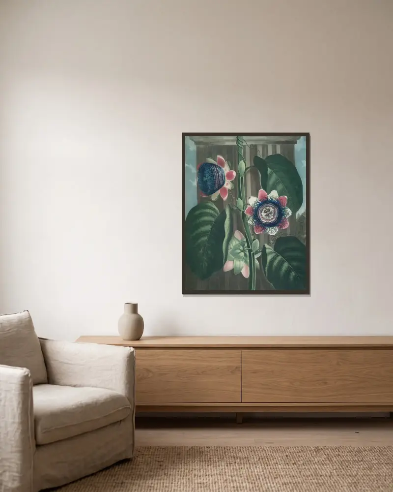 Den fyrkantiga passionsblomman av Robert John Thornton inramad på en vägg