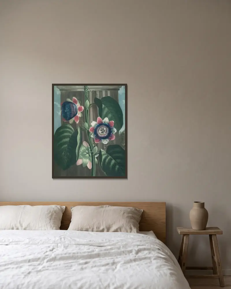 Den fyrkantiga passionsblomman av Robert John Thornton inramad på en vägg