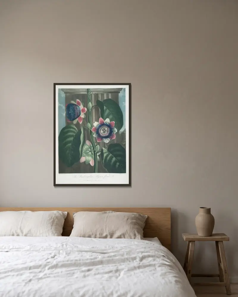 Den fyrkantiga passionsblomman av Robert John Thornton inramad på en vägg