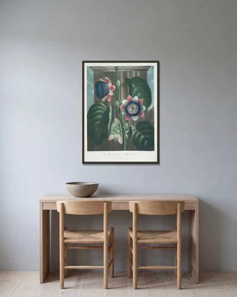 Den fyrkantiga passionsblomman av Robert John Thornton inramad på en vägg
