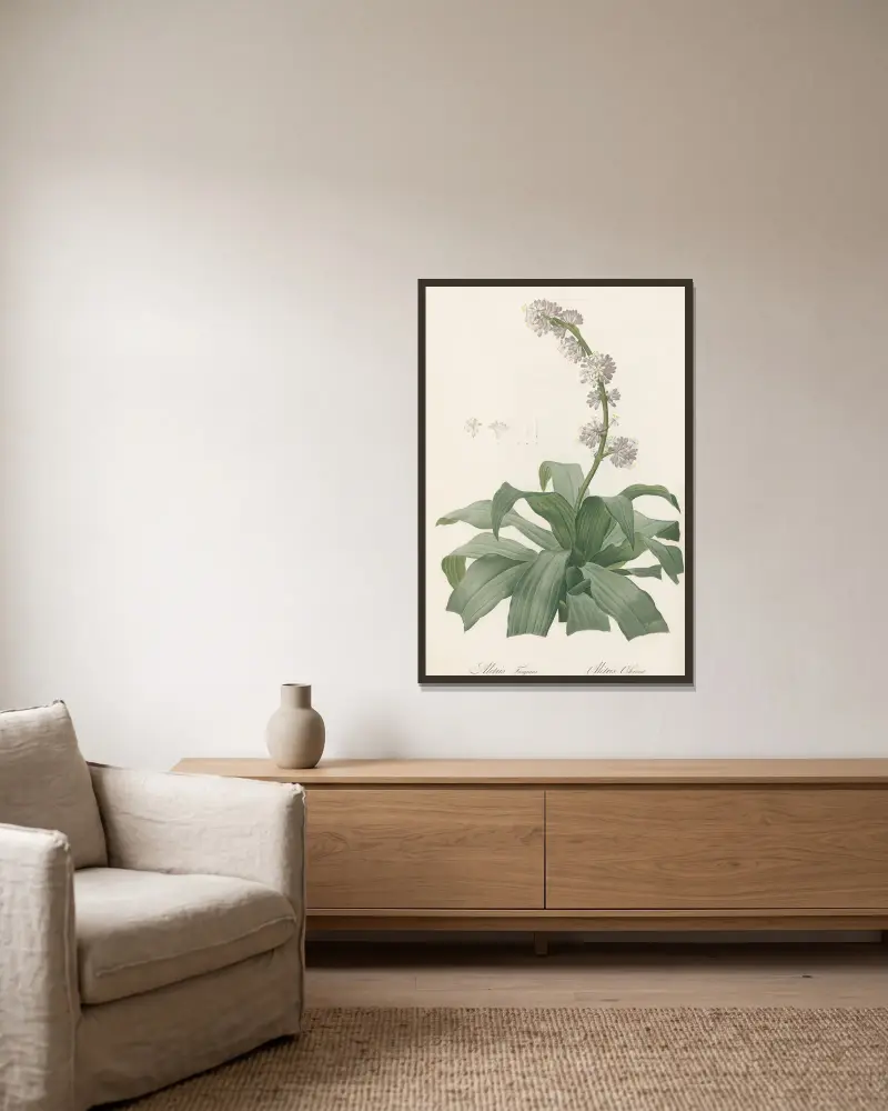 Aletris fragrans von Pierre Joseph Redouté gerahmt an einer Wand