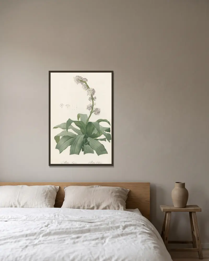Aletris fragrans von Pierre Joseph Redouté gerahmt an einer Wand