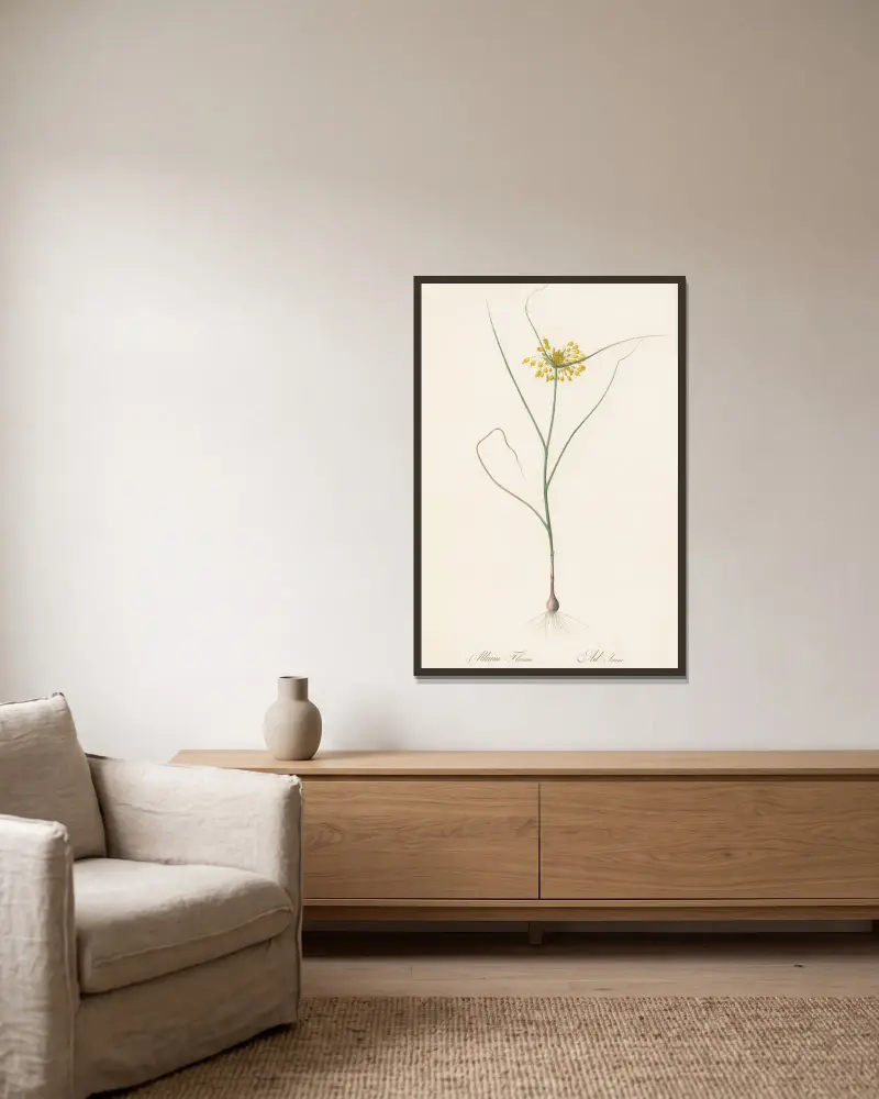 Allium flavum, Pierre Joseph Redouté v rámu na stěně
