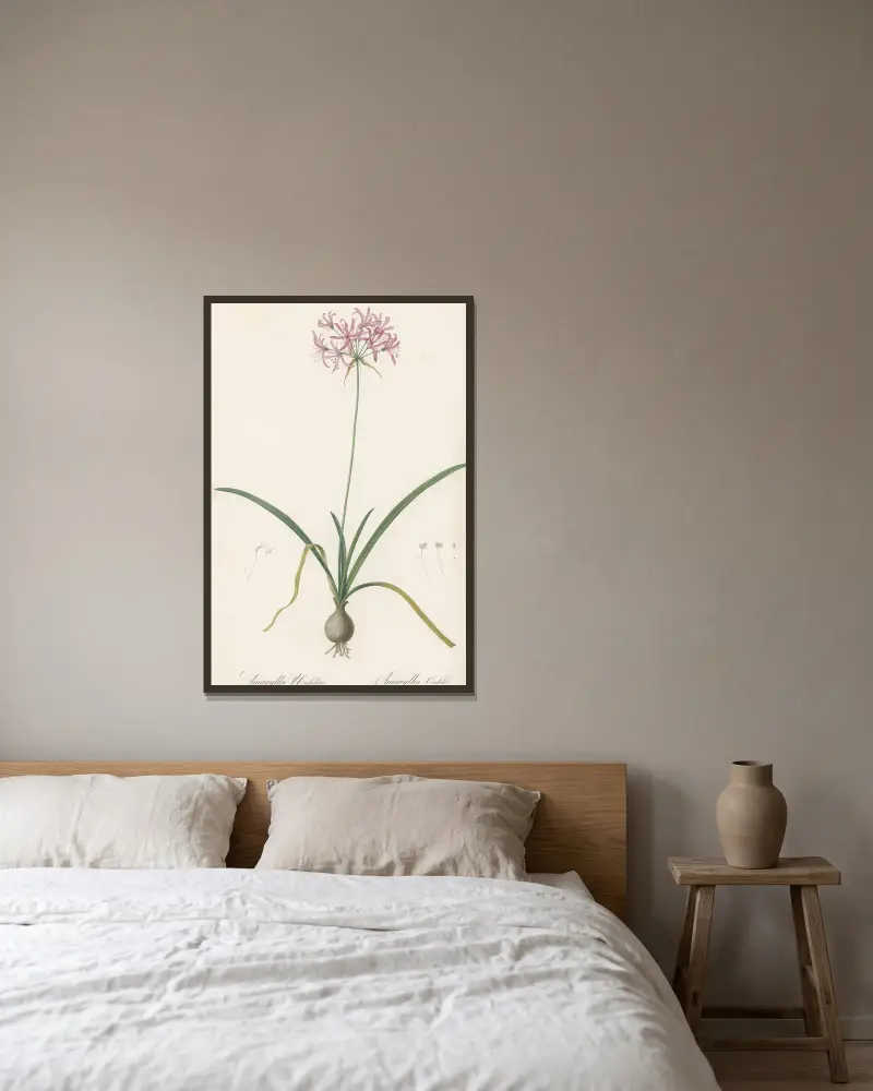 Amaryllis undulata von Pierre Joseph Redouté gerahmt an einer Wand