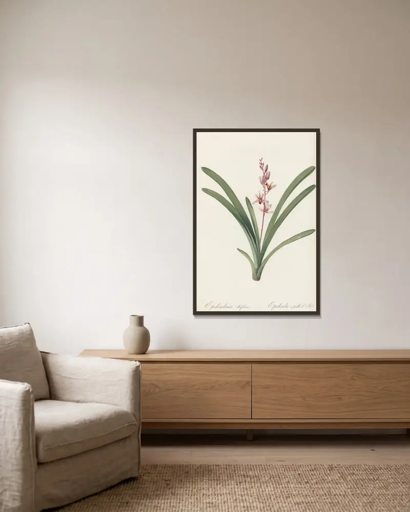 Epidendrum aloifolium, Pierre Joseph Redouté w ramie na ścianie