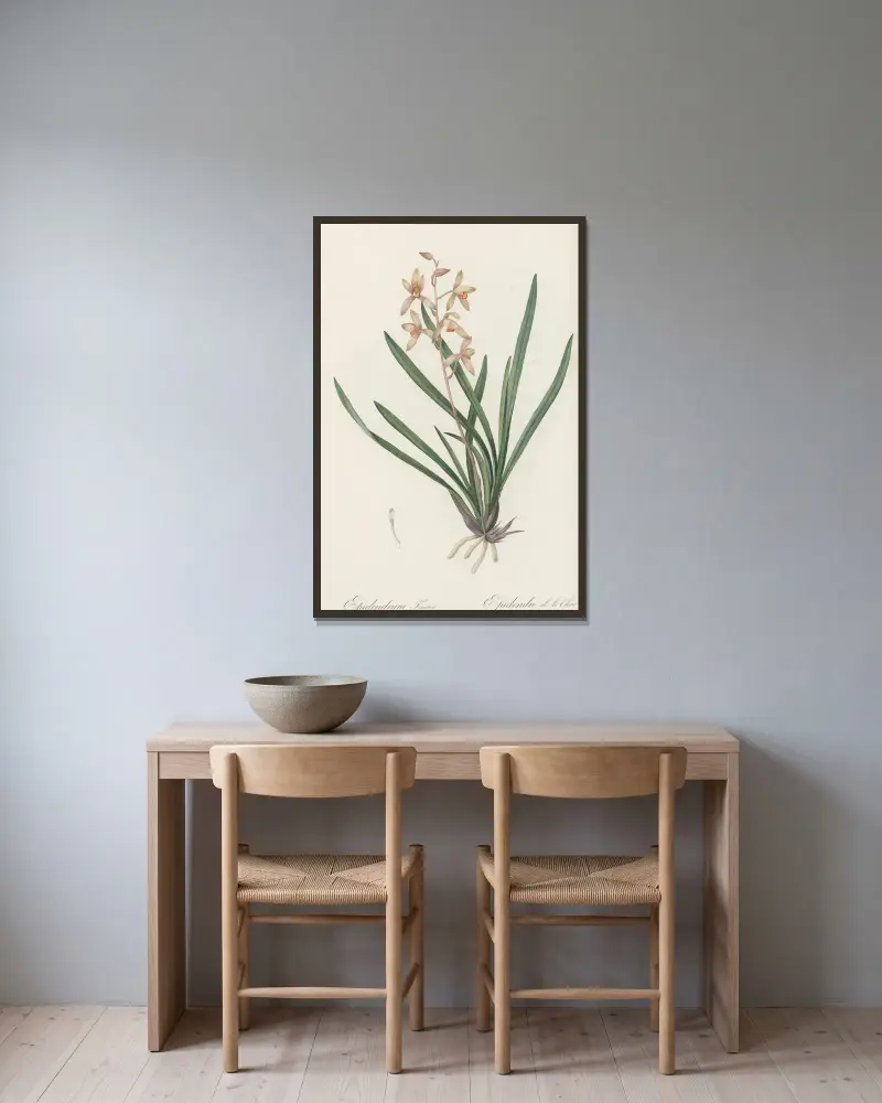 Epidendrum sinense, Pierre Joseph Redouté v rámu na stěně
