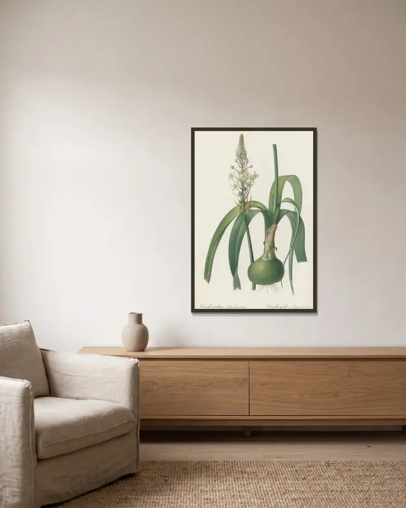 Ornithogalum longibracteatum av Pierre Joseph Redouté inramad på en vägg