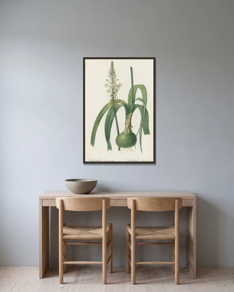 Ornithogalum longibracteatum av Pierre Joseph Redouté inramad på en vägg