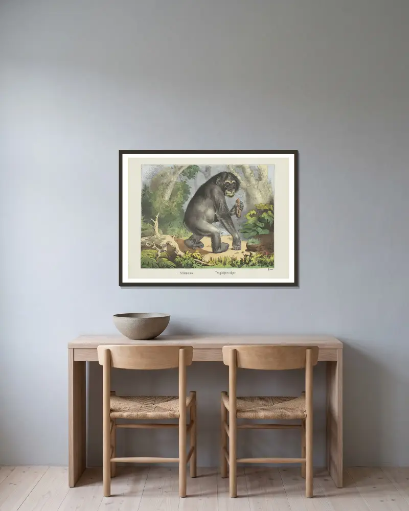 Schimpanse von Joseph Scholz gerahmt an einer Wand