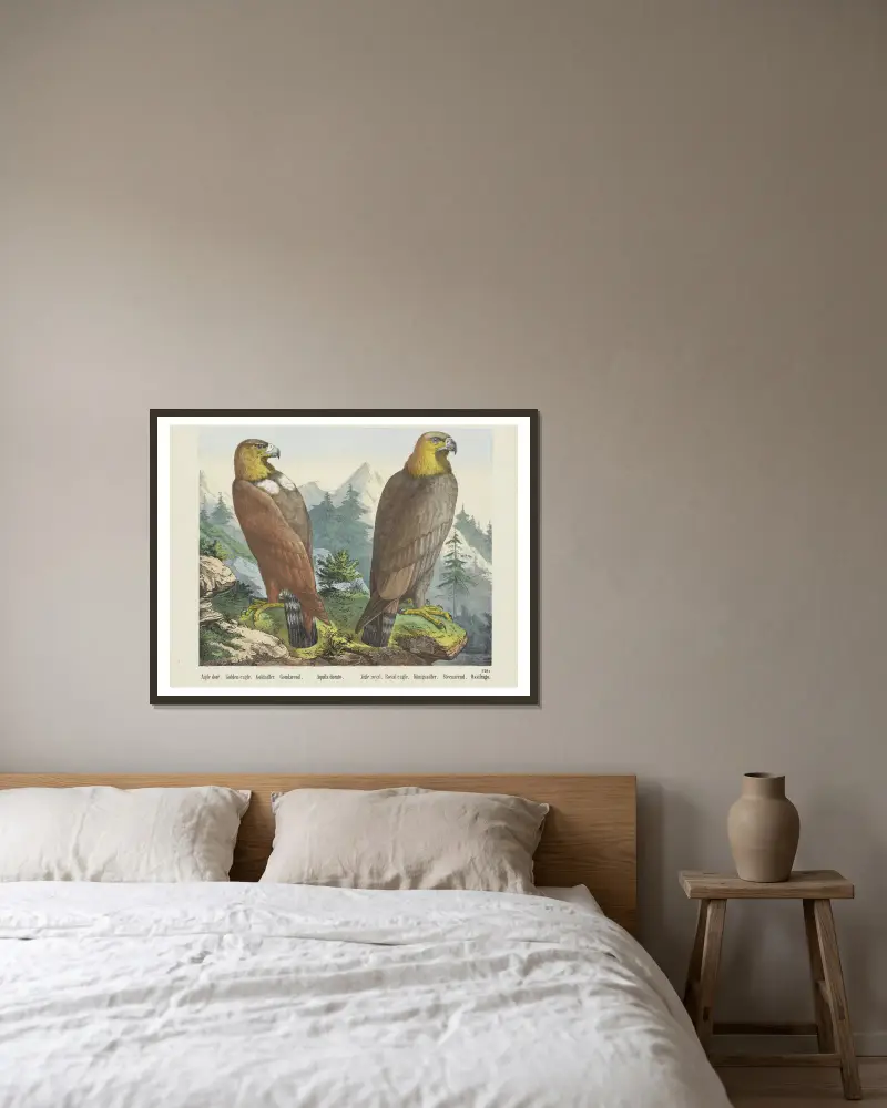 Orel skalní, Joseph Scholz v rámu na stěně