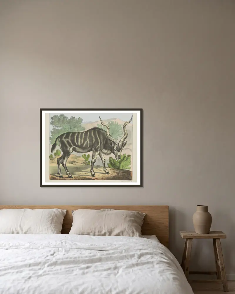 Kudu, Joseph Scholz v rámu na stěně