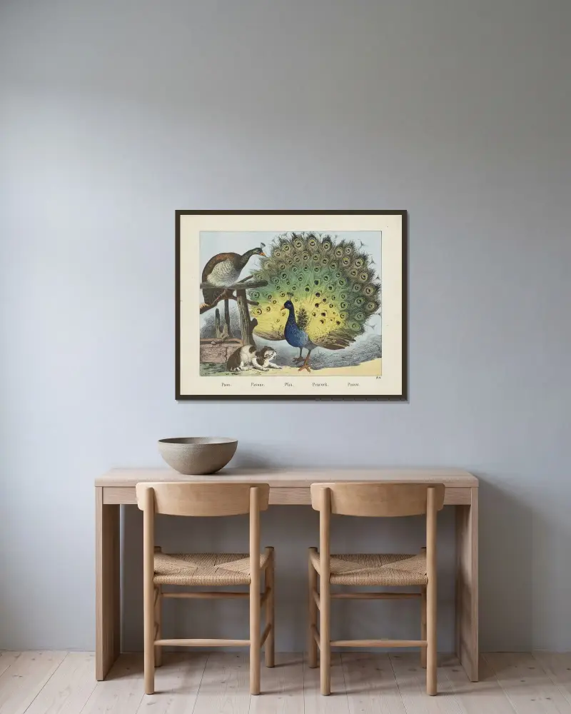 Påfågel av Joseph Scholz inramad på en vägg