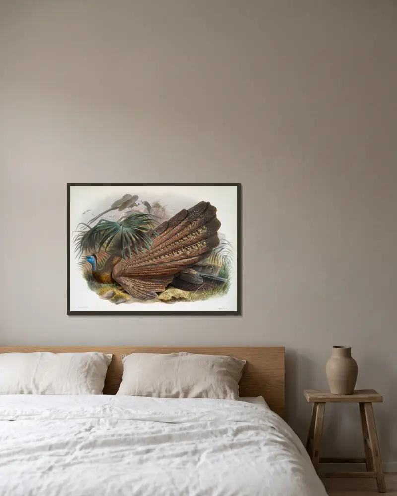 Argus giganteus, Joseph Smit v rámu na stěně
