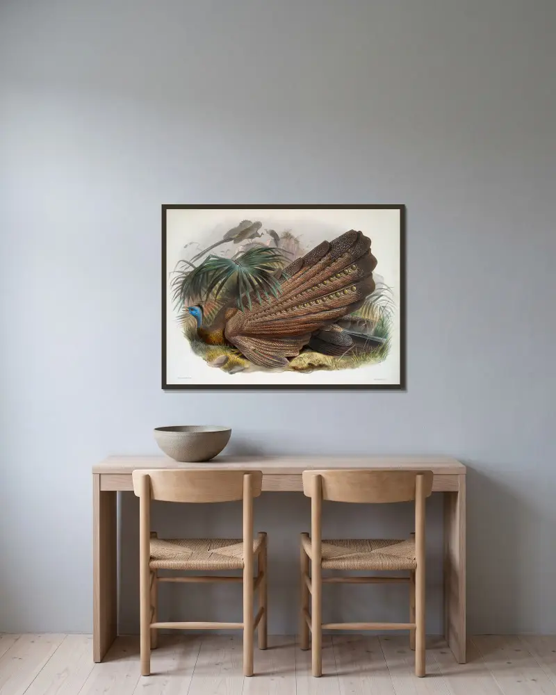 Argus giganteus, Joseph Smit v rámu na stěně
