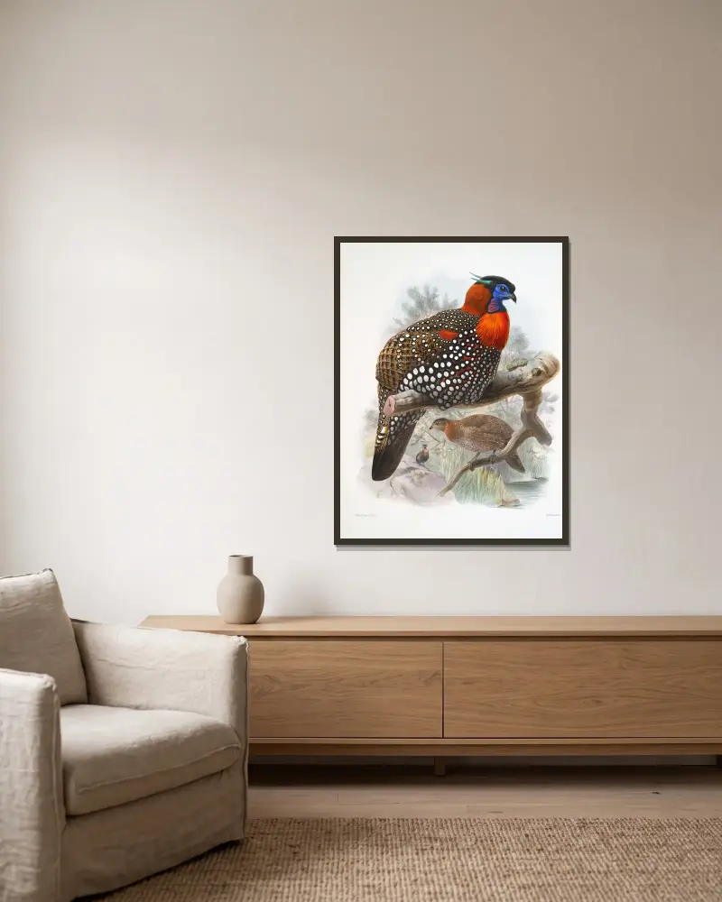 Ceriornis melanocephala von Joseph Smit gerahmt an einer Wand