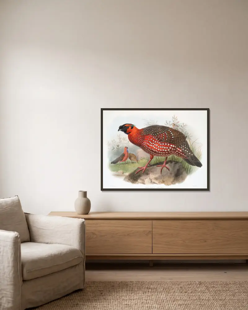 Ceriornis satyra von Joseph Smit gerahmt an einer Wand
