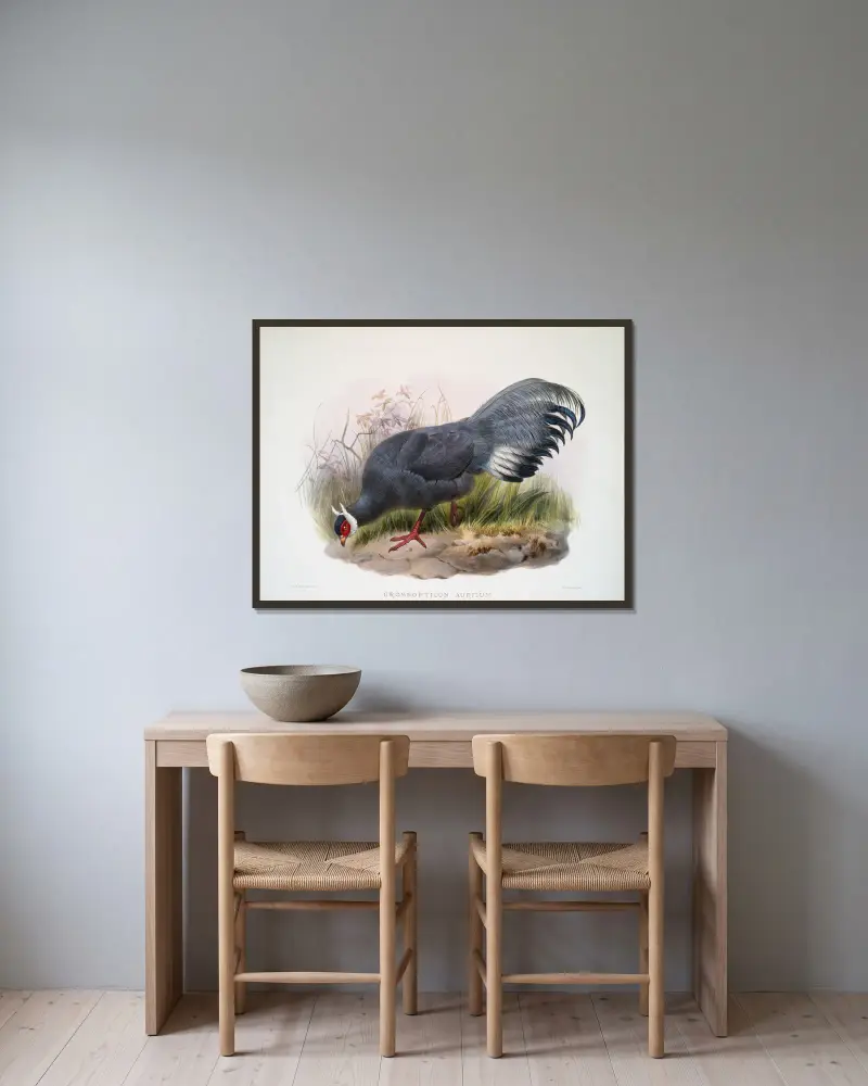 Crossoptilon auritum von Joseph Smit gerahmt an einer Wand