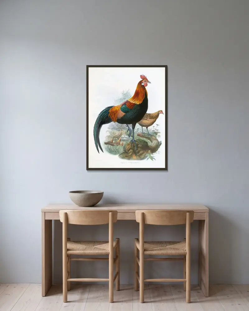 Gallus ferrugineus. av Joseph Smit inramad på en vägg